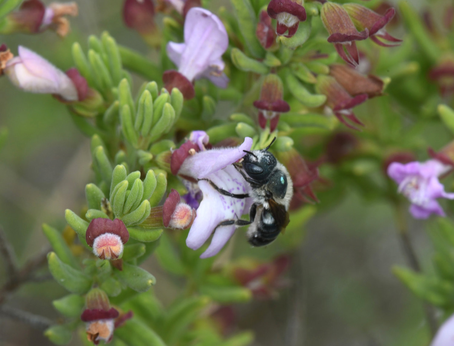 A marked blue calamintha bee collects pollen from Ashe’s calamint.